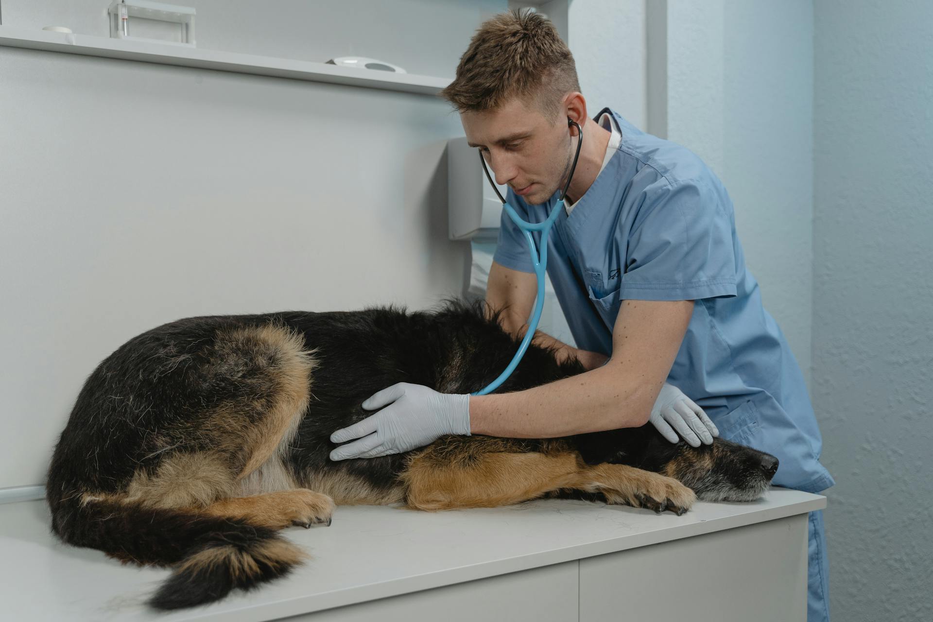 Consultório Veterinário